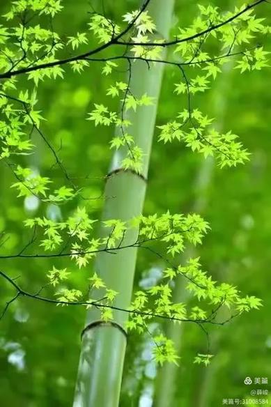 《梅兰竹菊》诗帖——薛峻沪上雅制小记